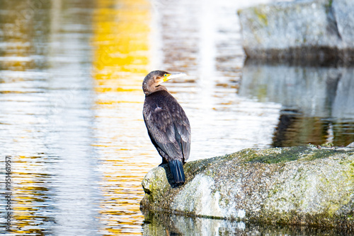 Great cormorant Phalacrocorax carbo sitting on rock water pond, large waterfowl Wild black bird in natural habitat, spring wildlife photography in city park, reflections, Nature study and birdwatching