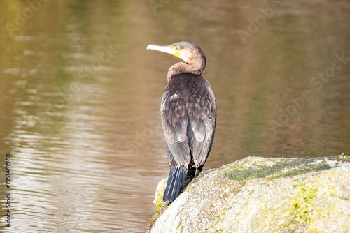 Great cormorant Phalacrocorax carbo sitting on rock water pond, large waterfowl Wild black bird in natural habitat, spring wildlife photography in city park, reflections, Nature study and birdwatching