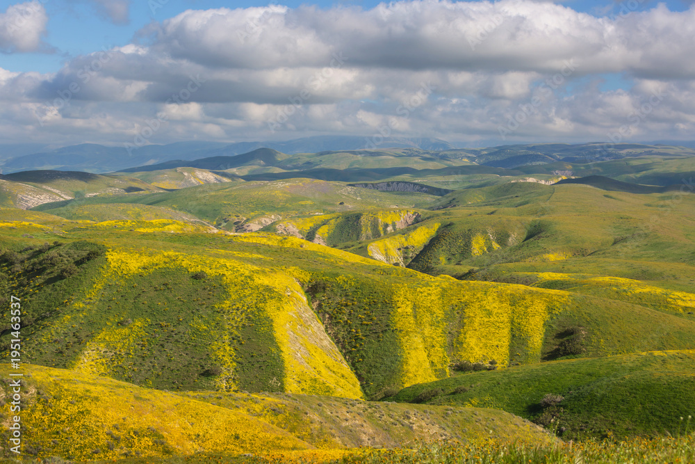 Naklejka premium Carrizo