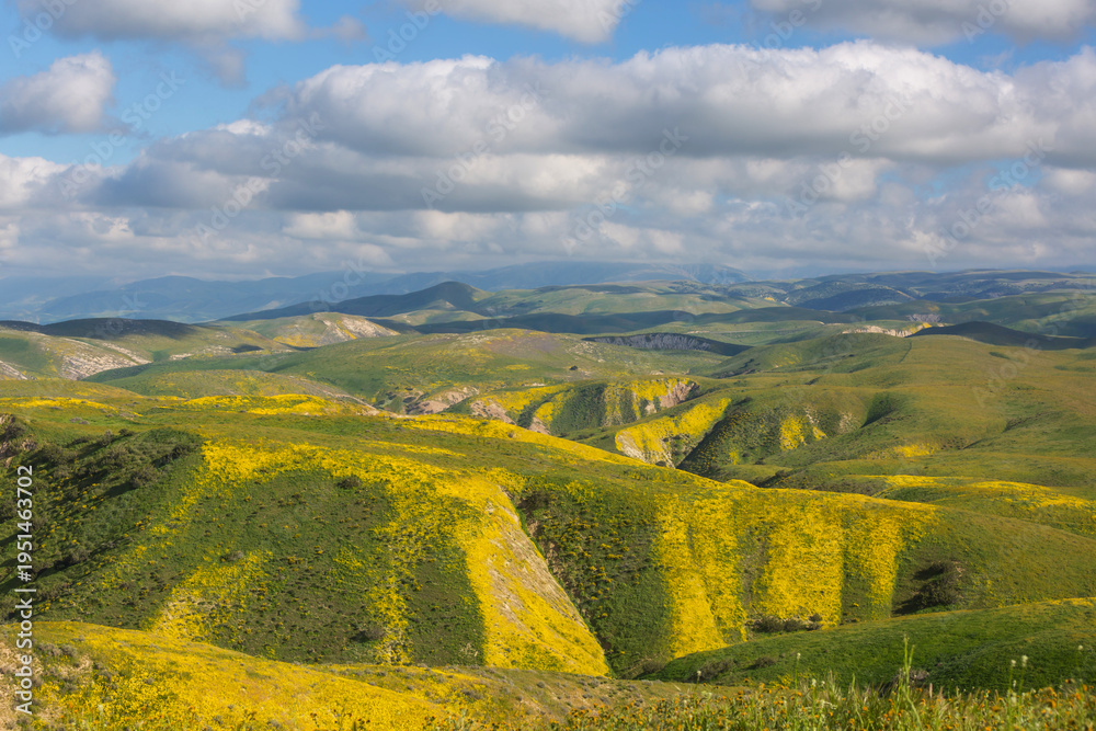 Naklejka premium Carrizo