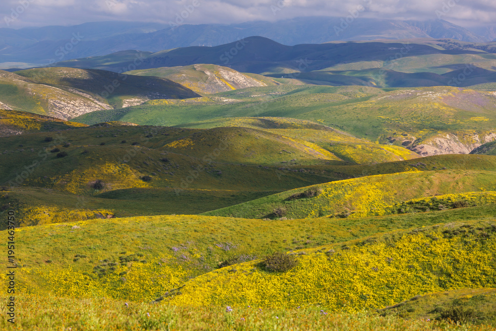 Naklejka premium Carrizo