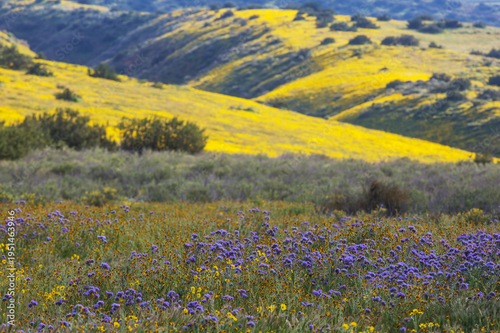 Naklejka premium Carrizo