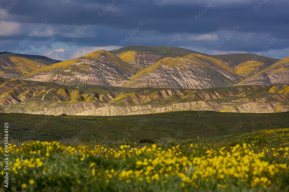 Naklejka premium Carrizo