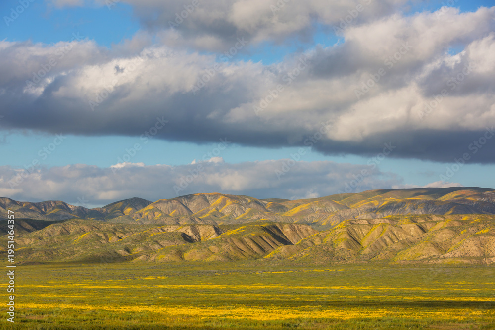 Naklejka premium Carrizo