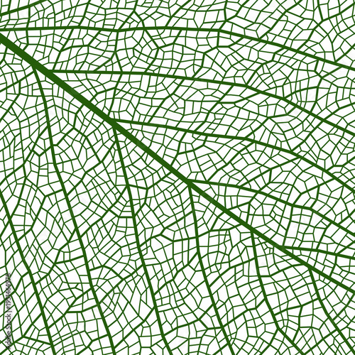 Green leaf vein texture or plant cell closeup background, vector pattern. Leaf vein texture with realistic macro structure details of tree or plant leaf skeleton with abstract organic cells of foliage