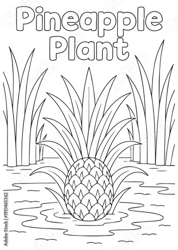 coloring book pineapple plant clustered in wetland grass with water pooling around base