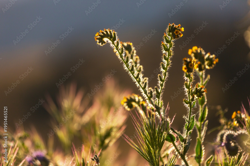 Naklejka premium Sunny meadow