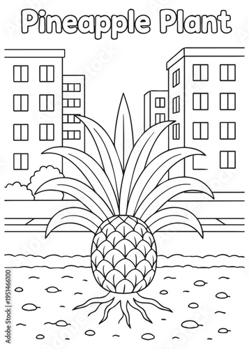 coloring book pineapple plant on compacted cracked earth showing drought conditions