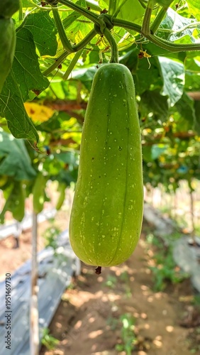 Green gourd hanging from vine