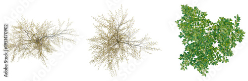 Fotografía Lindera benzoin tree plan, top view, cutout, transparent background, isolate, De