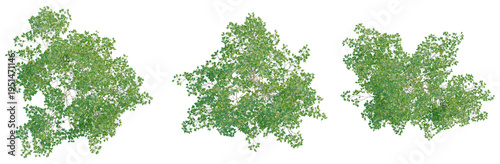 Foto Populus alba tree plan, top view, cutout, transparent background, isolate, Lush