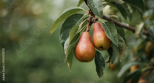 Branch bearing ripe pears in orchard with blank copy space for text