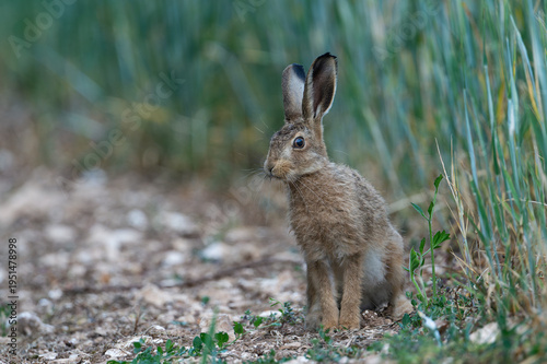 Young leveret hare at field edge