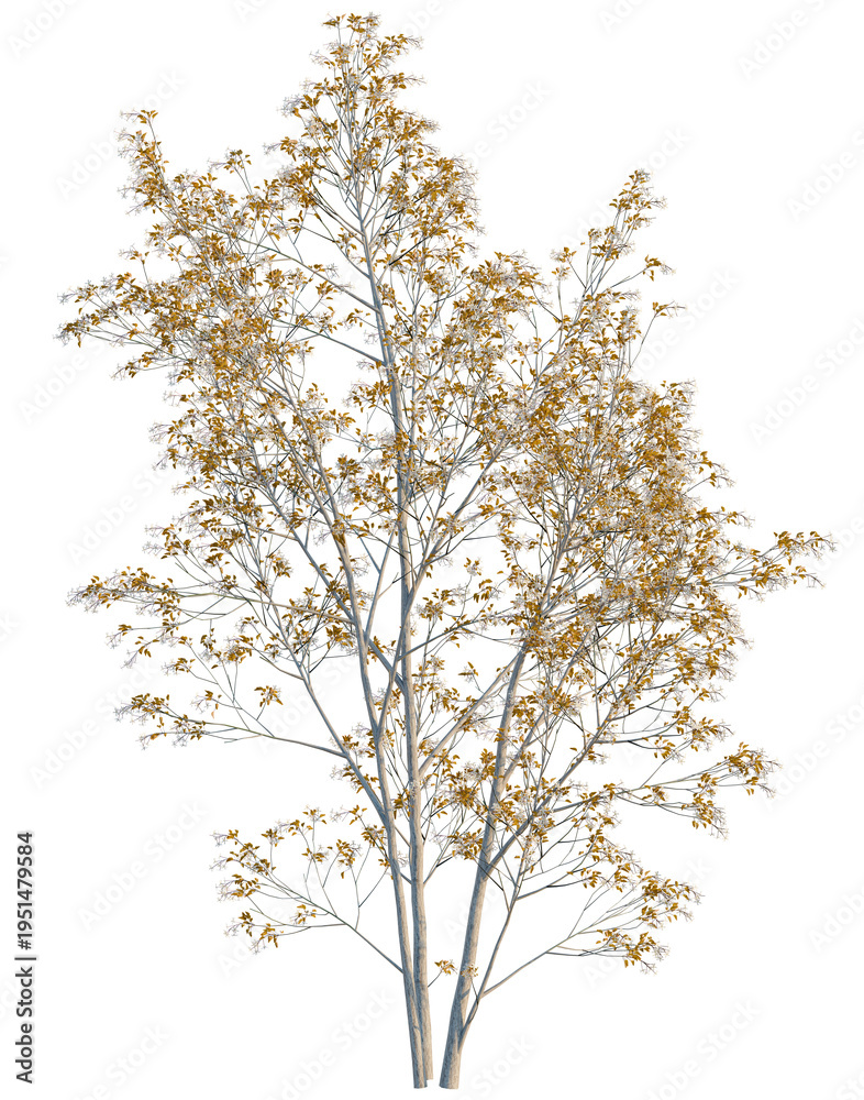 Fototapeta premium Amelanchier lamarckii tree, elevation, front view, cutout, transparent background, isolate, Detailed close-up of bare tree branches against a stark winter sky, showing intricate detail