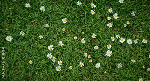 Green garden lawn with full length daisy family flower view