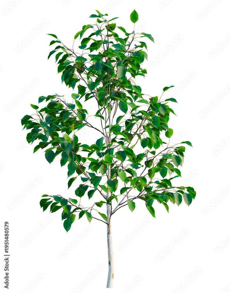 Fototapeta premium Betula utilis Jacquemontii tree, elevation, front view, cutout, transparent background, isolate, Detailed close-up of a vibrant green plant with intricate leaf patterns, studio photography