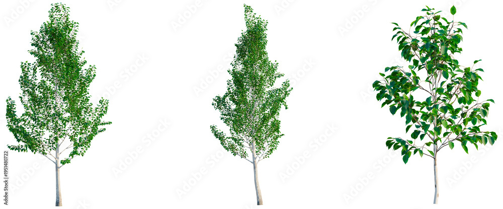 Fototapeta premium Betula utilis Jacquemontii tree, elevation, front view, cutout, transparent background, isolate, Delicate Branch with Fresh Green Leaves, Spring Foliage, Nature Detail, Floral Element