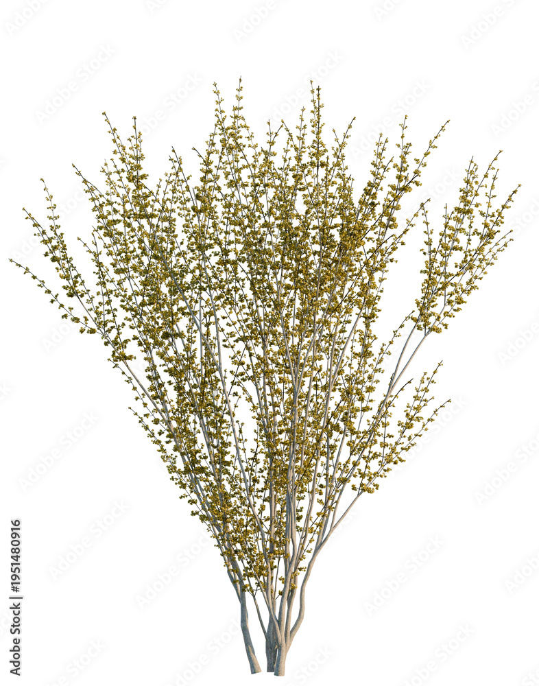 Fototapeta premium Cornus mas tree, elevation, front view, cutout, transparent background, isolate, Multiple Birch Trees Silhouette Vector Illustration, Graphic Design, Forest Stock Image