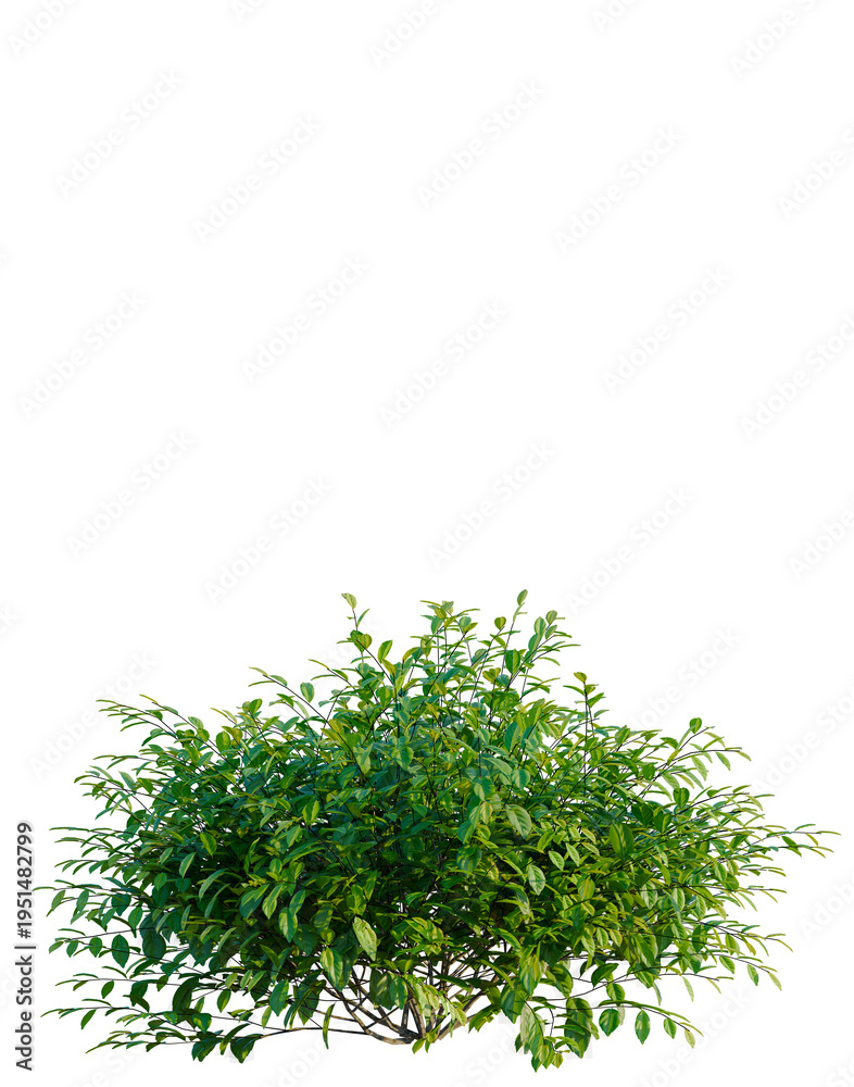 Obraz premium Itea virginica tree, elevation, front view, cutout, transparent background, isolate, Detailed Green Tree Branch with Lush Foliage, Natural Elements, PNG Image