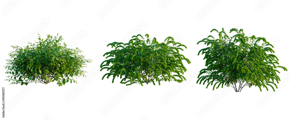 Fototapeta premium Itea virginica tree, elevation, front view, cutout, transparent background, isolate, Green tree with leaves, isolated on background, suitable for web design and presentation