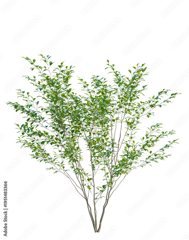 Fototapeta premium Lindera benzoin tree, elevation, front view, cutout, transparent background, isolate, Detailed green tree branch with leaves, suitable for spring or summer design elements.