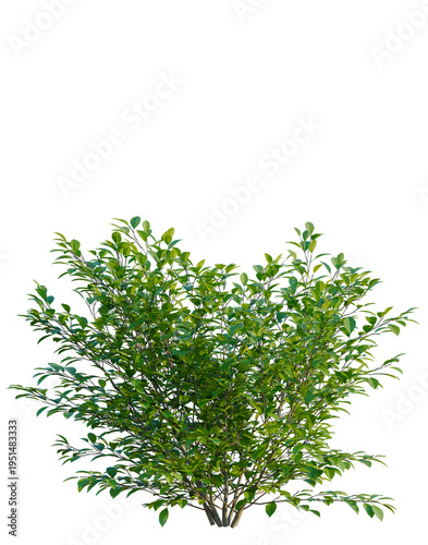 Tableau sur toile Lindera benzoin tree, elevation, front view, cutout, transparent background, iso