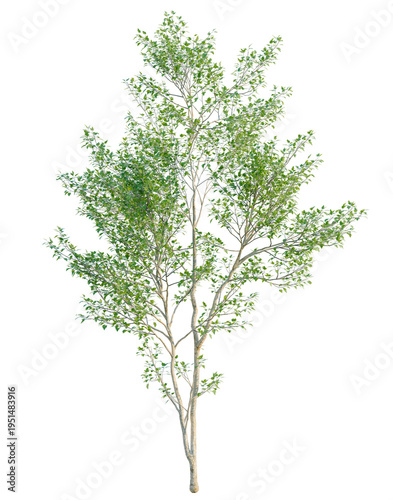 Photography Populus alba tree, elevation, front view, cutout, transparent background, isolat
