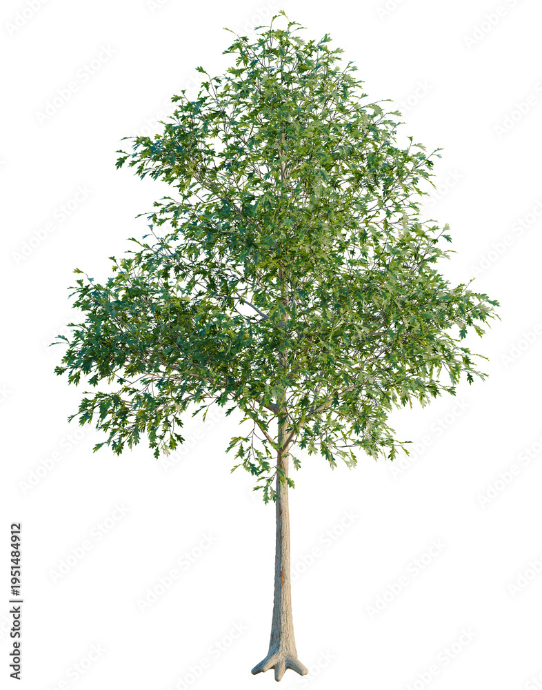 Fototapeta premium Quercus alba tree, elevation, front view, cutout, transparent background, isolate, Detailed Close-Up of a Lush Green Maple Leaf, Autumn Foliage, Nature's Beauty