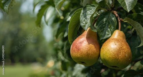 Close up view of organic pears ripening on a flourishing pear tree in summer garden