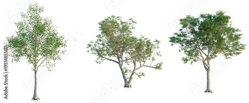 Konstfotografi Quercus alba tree, elevation, front view, cutout, transparent background, isolate, Majestic baobab tree with impressive root system, a symbol of resilience and longevity