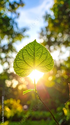 Heart-shaped leaf in sunlight