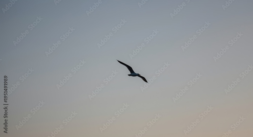 Obraz premium Silhouetted flying seagull in a simple sky setting evoking natural freedom and scenic beauty