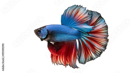 A blue and red betta fish on a white background
