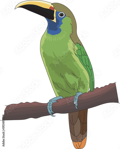 Emerald toucanet bird perched on a branch vector illustration