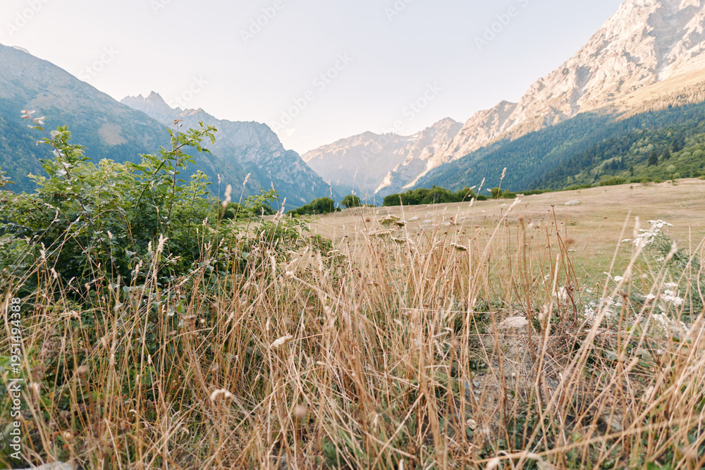 Fototapeta premium Mountains meadow grass valley wildflowers landscape nature countryside with dry tall grasses and flowering shrubs in an alpine field, distant rocky peaks under soft sky at golden hour.