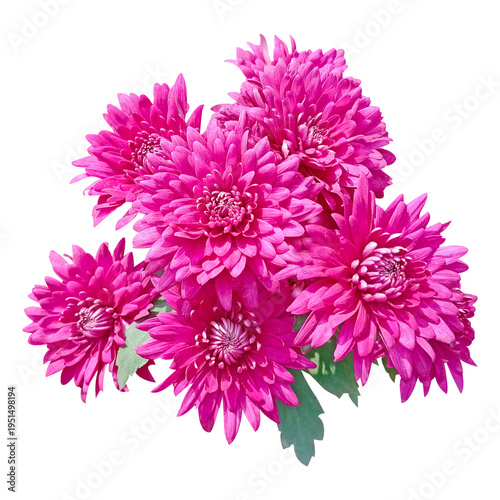 Pink Chrysanthemum Isolated On White Background