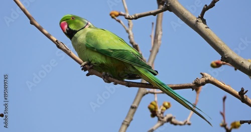 Male Rose-ringed parakeet (psittacula krameri), perched on branches, Montpellier, Southern France.