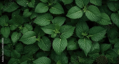 Positive Effects of Green Leafy Plants on Human Wellness Outdoors