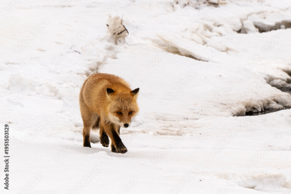 Obraz premium Renard roux