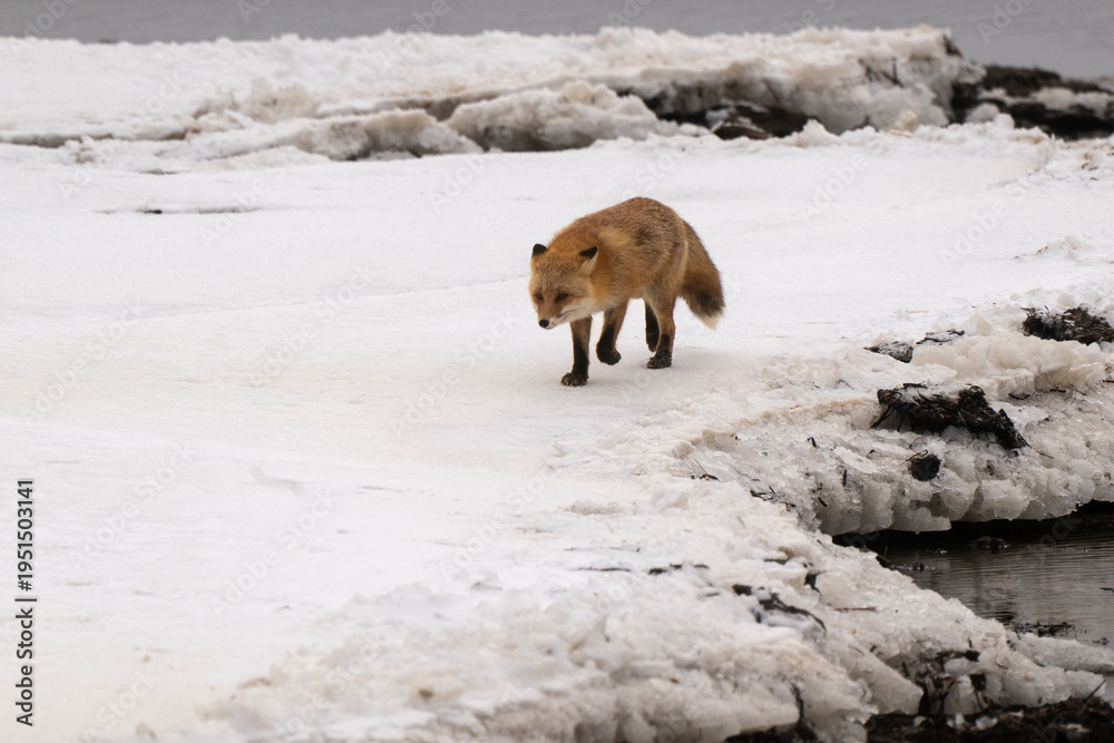 Obraz premium Renard roux