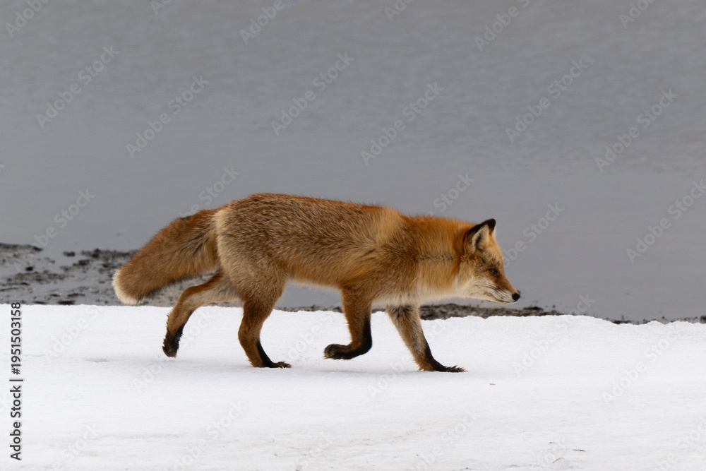 Obraz premium Renard roux