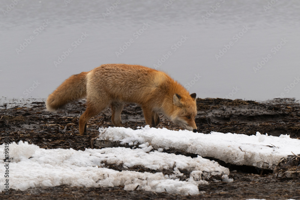 Obraz premium Renard roux