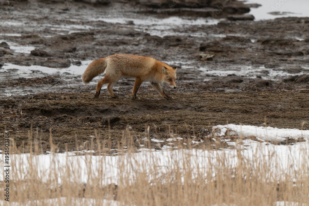 Obraz premium Renard roux