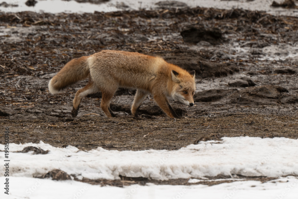 Obraz premium Renard roux