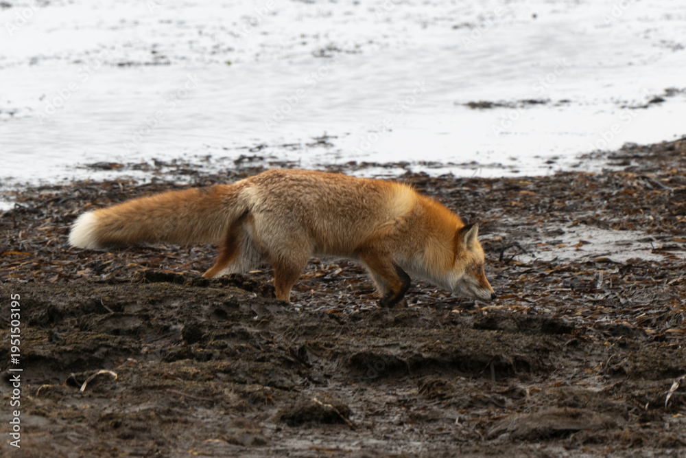 Fototapeta premium Renard roux