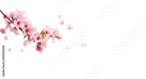 Pink springtime cherry blossoms isolated on simple white background