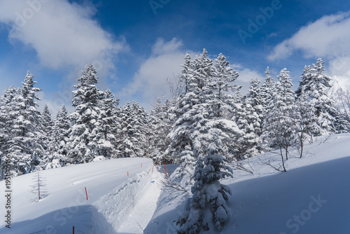 Iced Tree landscapes