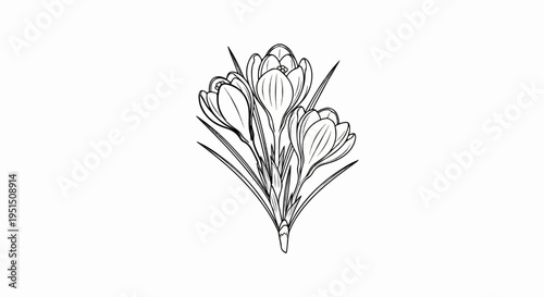 A delicate line drawing of three blooming crocuses with long green leaves