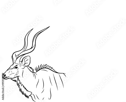 Sketch of a kudu's head with large, spiraling horns against white