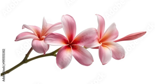 Isolated tropical plumeria flower branch in shades of pink and white on white background with clipping path